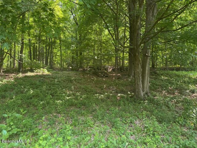 386 N Plain Rd, Great Barrington, MA 01230 - view of woods