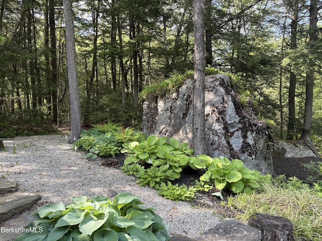 2017 Monterey Rd, Otis, MA 01253 - view of local wilderness