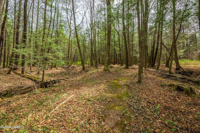 812 Canaan Southfield Rd, New Marlborough, MA 01259 - view of wooded area