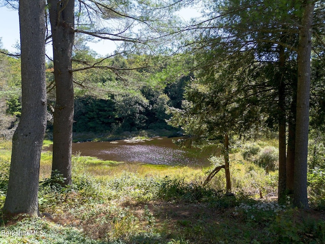 view of local wilderness