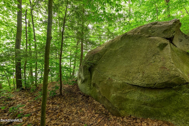 view of local wilderness