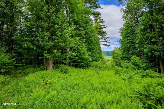 view of local wilderness