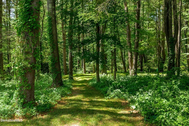 18 Creamery Rd, Egremont, MA 01258 - view of tree filled area