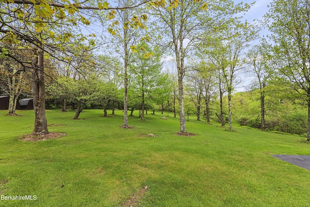 64 Blotz Rd, Washington, MA 01223 - view of grassy yard