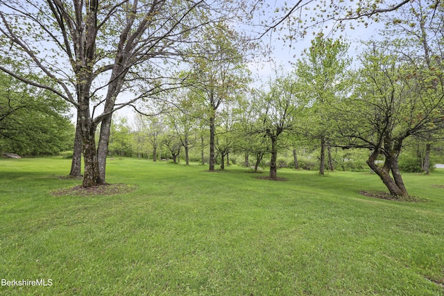64 Blotz Rd, Washington, MA 01223 - view of green lawn