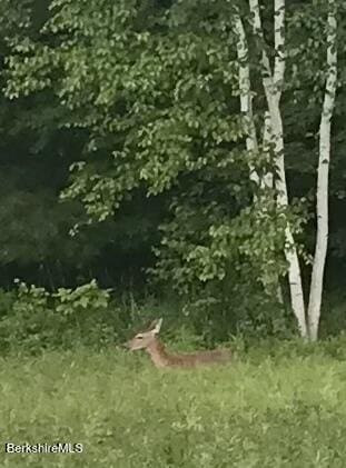2 Evergreen Trl Unit 2, Lenox, MA 01240 - view of nature