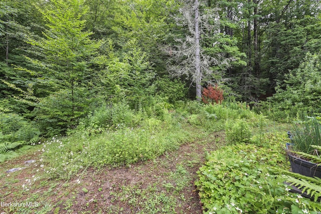 8 Luther Shaw Rd, Cummington, MA 01026 - photo 38