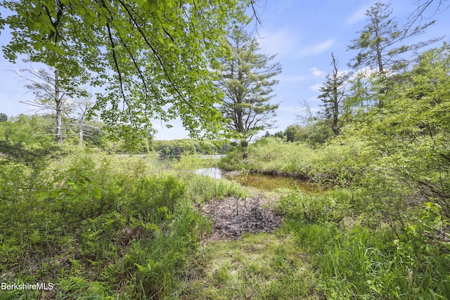 171 Lake Shore Dr, Otis, MA 01253 - view of nature