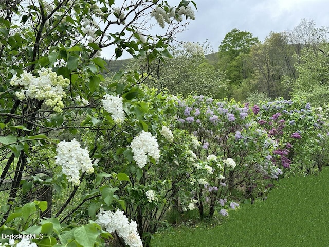 view of nature