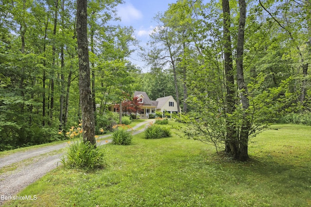 169 Jacobs Hollow Rd, Becket, MA 01223 - view of green lawn with a view of trees and driveway