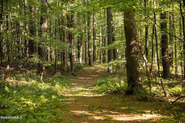 view of local wilderness