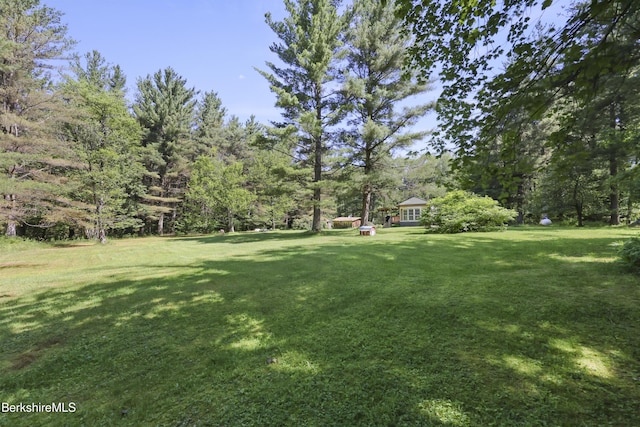159 Black Brook Rd, Savoy, MA 01256 - view of green lawn