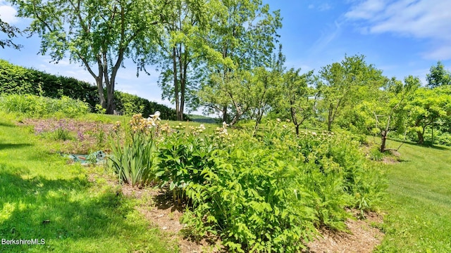 view of local wilderness