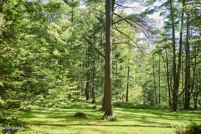 319 Under Mountain Rd, Lenox, MA 01240 - view of tree filled area