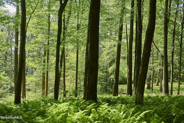 319 Under Mountain Rd, Lenox, MA 01240 - view of wooded area