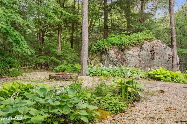 2017 Monterey Rd, Otis, MA 01253 - view of local wilderness