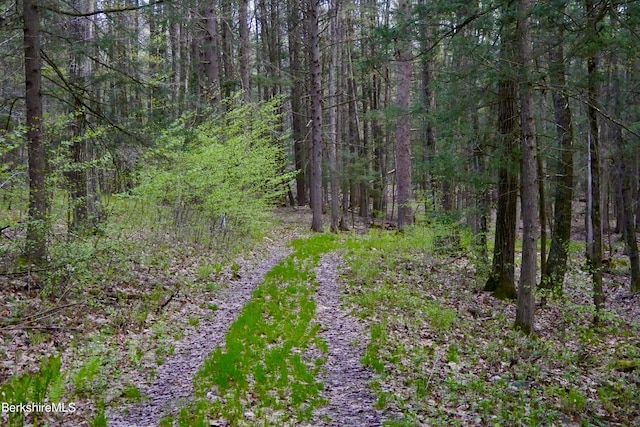 view of local wilderness