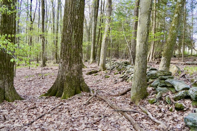 view of local wilderness