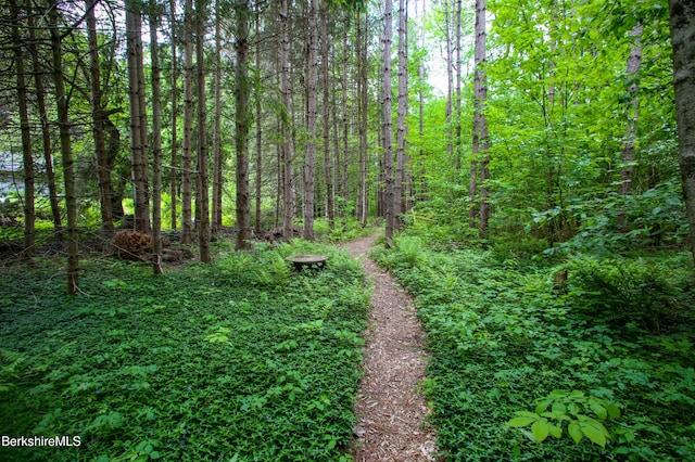 31 Oxbow Rd, Charlemont, MA 01339 - view of wooded area