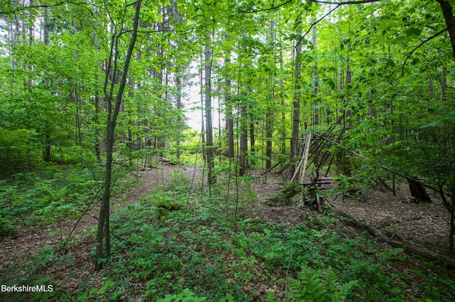 31 Oxbow Rd, Charlemont, MA 01339 - view of wooded area