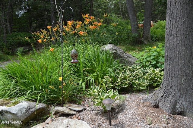 345 Big Bass Ln, Becket, MA 01223 - view of yard