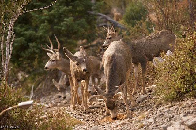 view of local wilderness