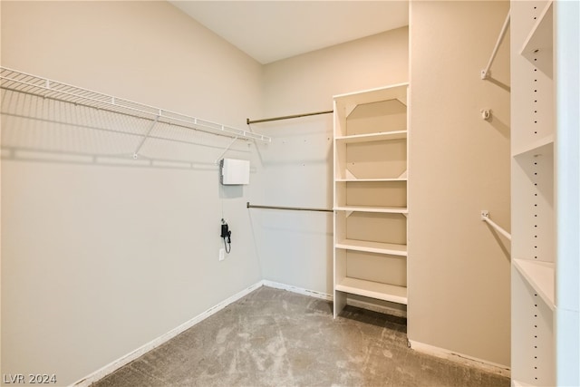 spacious closet featuring carpet floors