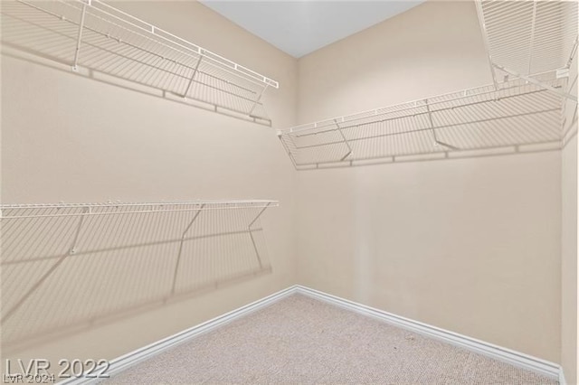 spacious closet featuring carpet