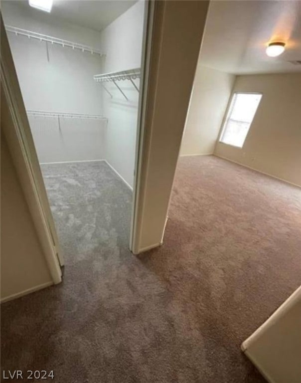 walk in closet featuring carpet floors