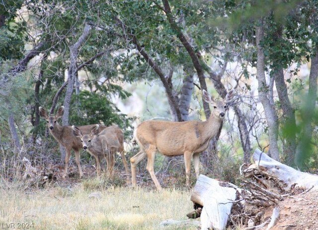 Lee Canyon Rd, Mount Charleston, NV 89124