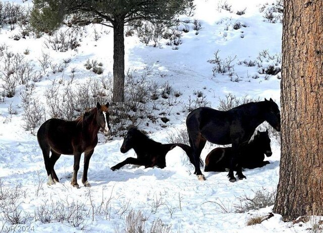Lee Canyon Rd, Mount Charleston, NV 89124