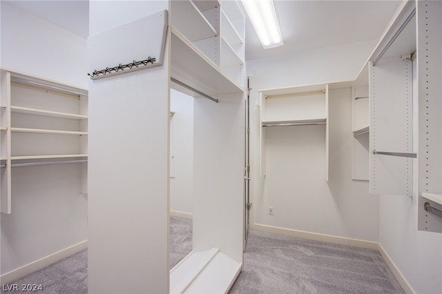 spacious closet featuring carpet