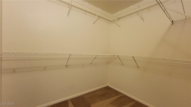 spacious closet featuring carpet flooring