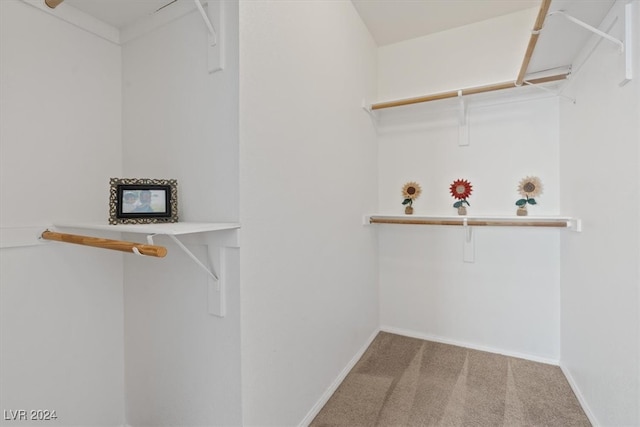 spacious closet featuring carpet floors