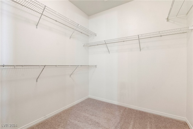 spacious closet featuring carpet floors