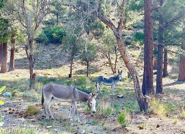 view of local wilderness