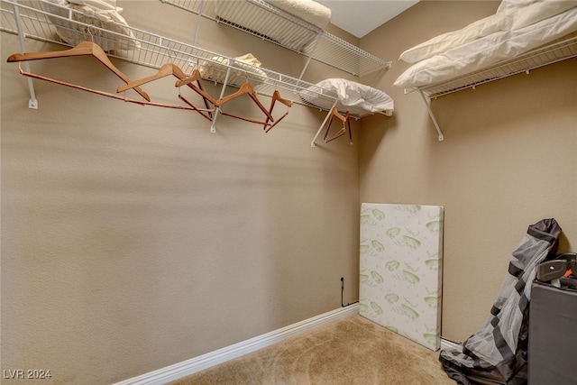 spacious closet featuring carpet