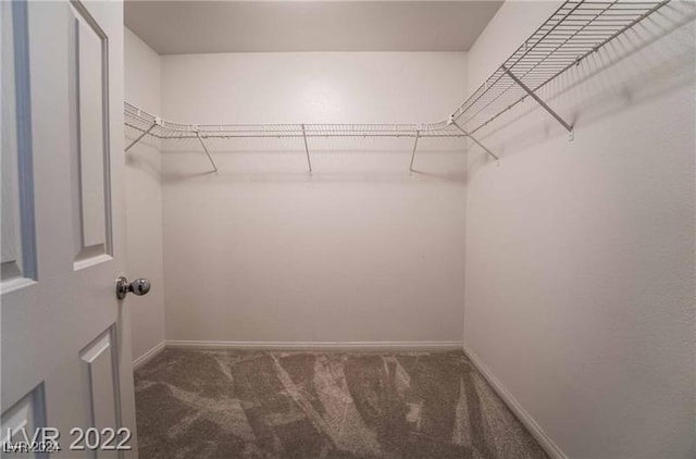 spacious closet featuring carpet floors