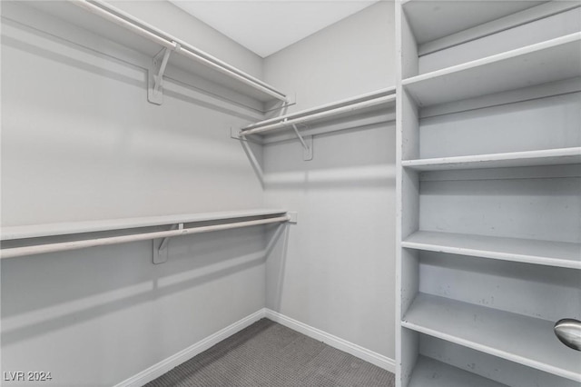 walk in closet with carpet floors