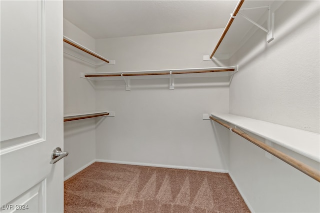 spacious closet featuring carpet