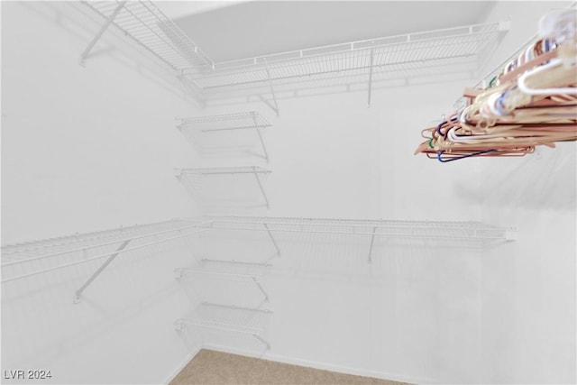 walk in closet featuring carpet floors