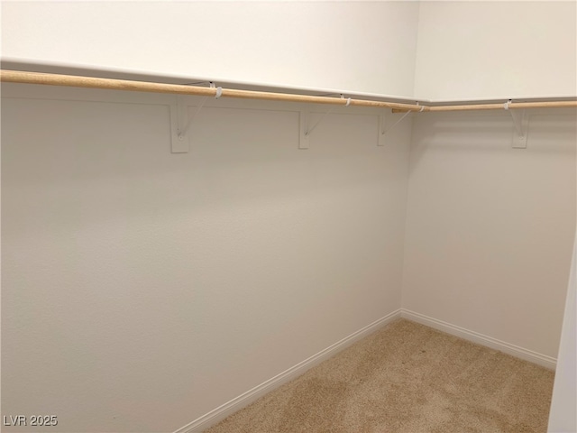 walk in closet featuring carpet flooring