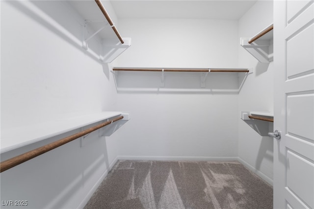 walk in closet with carpet