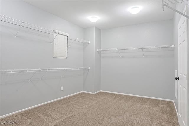 spacious closet featuring carpet floors