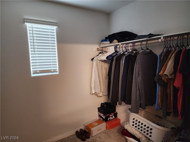 spacious closet featuring carpet flooring