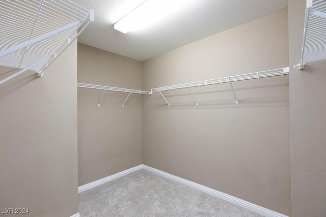 spacious closet featuring carpet floors