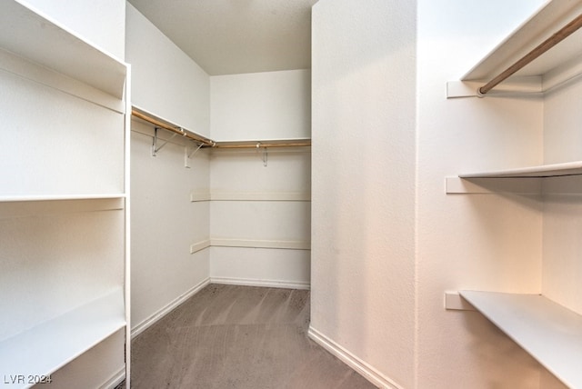 walk in closet with carpet flooring