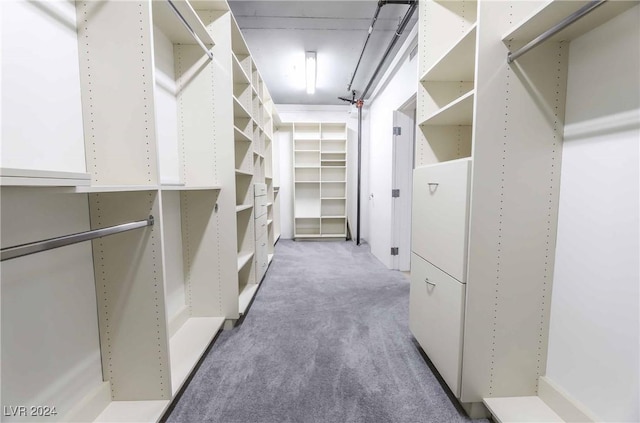 spacious closet featuring carpet