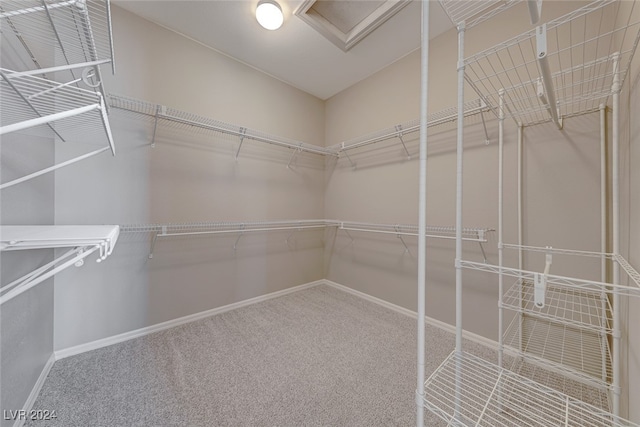 walk in closet with carpet flooring