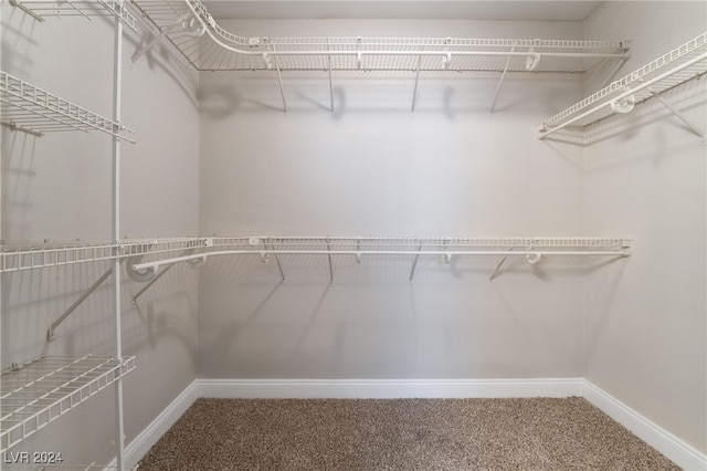 walk in closet with carpet flooring